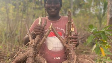 Fight with Pandemic – Manioc cultivation