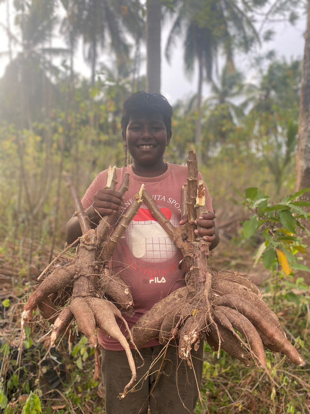 Fight with Pandemic – Manioc cultivation