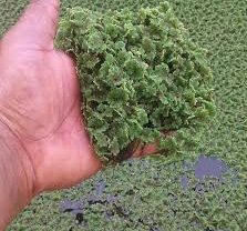 AZOLLA – Azolla grower project