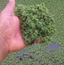 AZOLLA – Azolla grower project