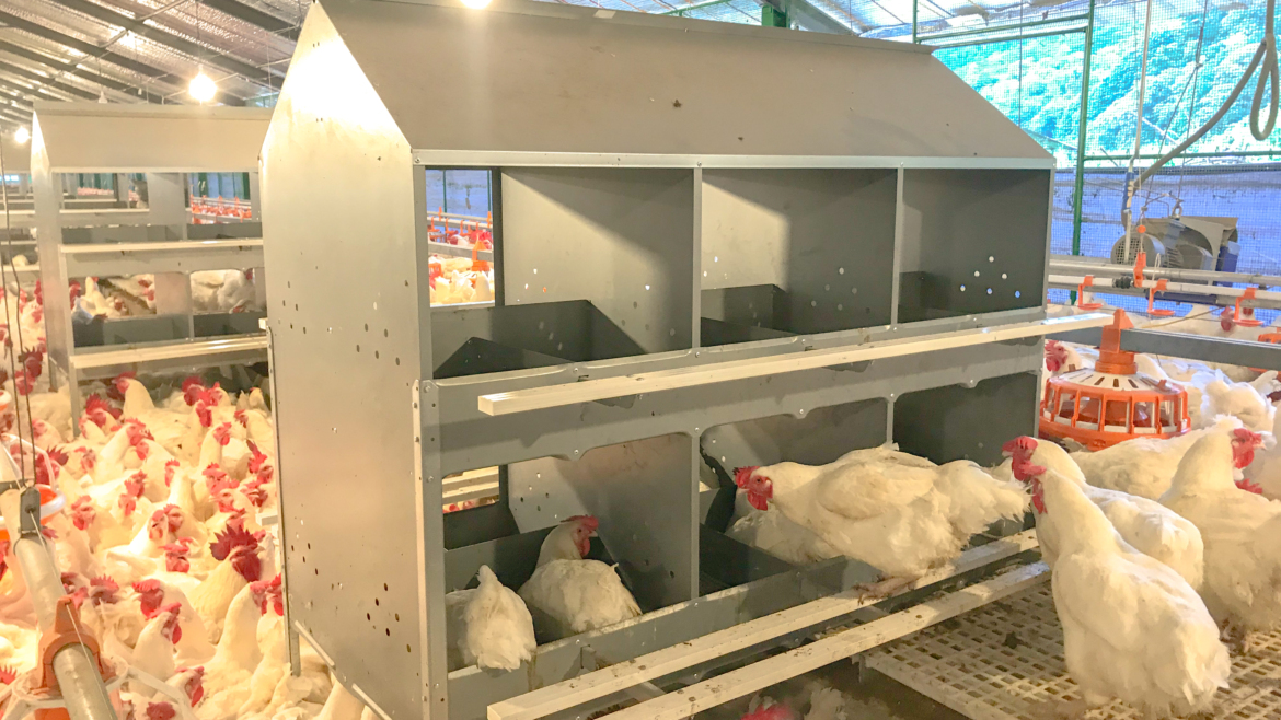 Poultry Equipment Systems